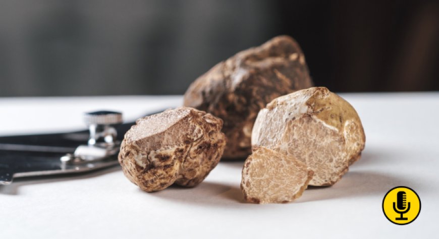 Come si valuta un tartufo? Alla scoperta del suo codice sensoriale