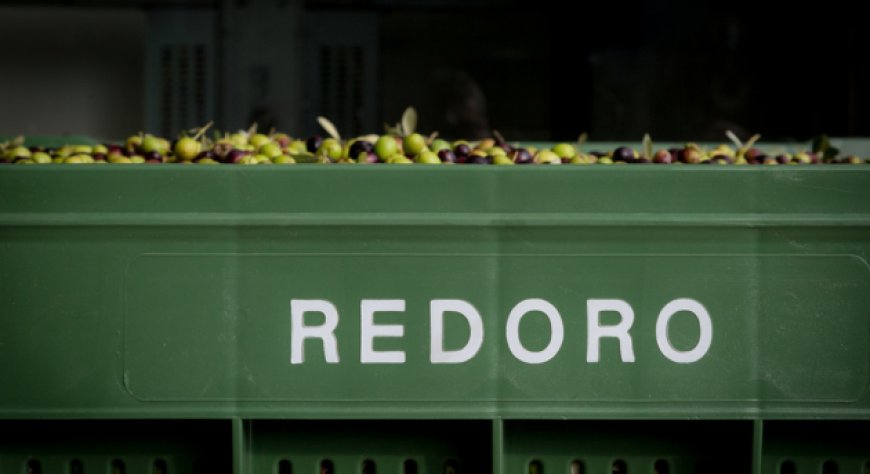 Olio extravergine, Redoro: il divario di prezzo con la Spagna scende a 67 centesimi