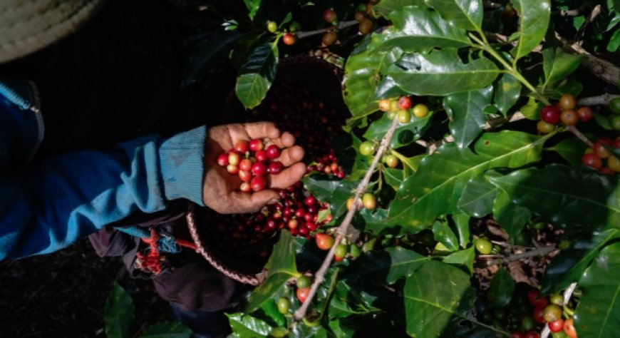 Caffè, alla Farnesina la strategia italiana: 500 milioni di dollari da mobilitare