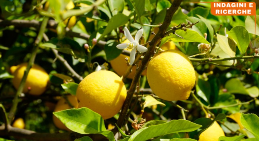 Meno sale a tavola: gli italiani riscoprono il succo di limone