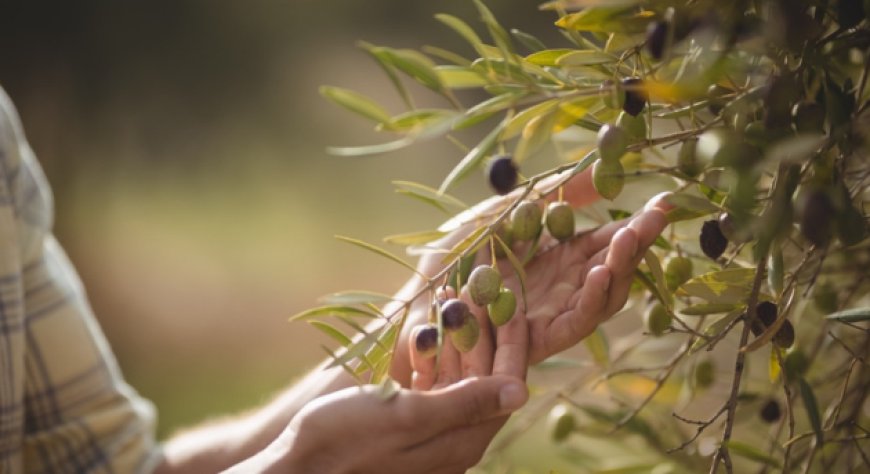 Olio extravergine italiano, prezzi dimezzati e magazzini pieni all'inizio della nuova raccolta
