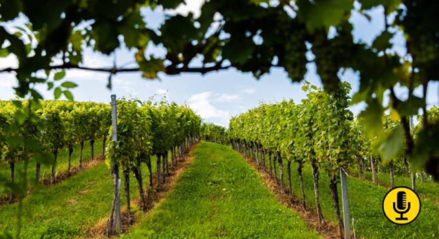 Vino, l’OIV approva 16 nuove risoluzioni: dalla tutela dei vitigni alle tecniche di cantina