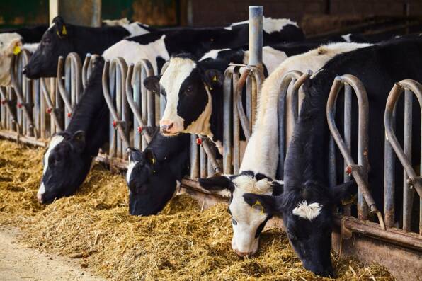 alleanza cooperative agroalimentari, produzione latte