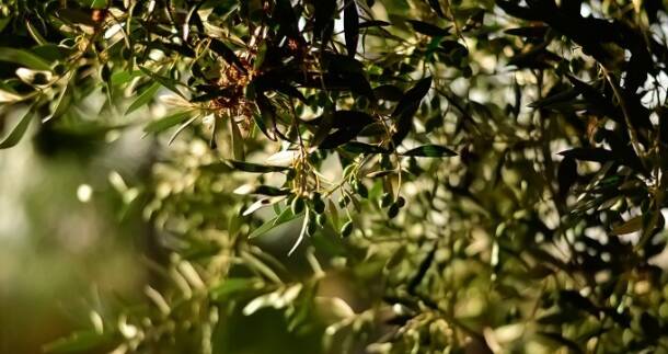 olivicoltura siciliana